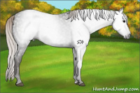 Horse Color:Gray Silver Blue Roan
