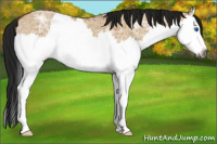 Horse Color:Gray Bay Ice Dun Splash 