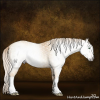Horse Color:Gray Gold Cream Champagne Roan
