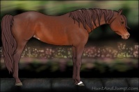 Horse Color:Chocolate Brown Appaloosa 