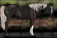 Horse Color:Midnight Silver Black 