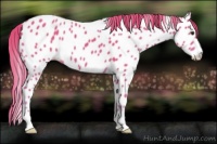 Horse Color:Watercolor Chestnut Sabino Appaloosa 