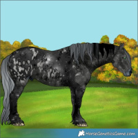 Horse Color:ERROR: UNKNOWN ANOMALY