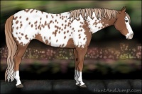 Horse Color:Chestnut Sabino Splash Appaloosa 