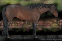 Horse Color:Brown Roan Sabino 