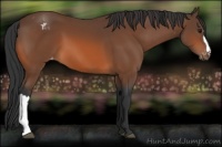 Horse Color:Bay Appaloosa 