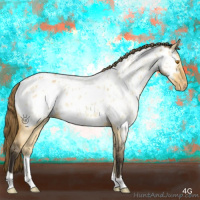 Horse Color:Buckskin Roan Dun Appaloosa
