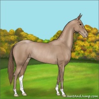 Horse Color:Black Pearl Rabicano 