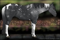 Horse Color:White Spotted Black Tobiano 