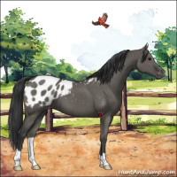 Horse Color:Grullo Appaloosa Brindle 