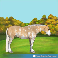 Horse Color:Silver Buckskin Sabino 