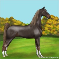 Horse Color:Liver Chestnut 