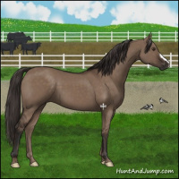 Horse Color:Liver Red Dun 