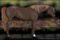 Horse Color:Liver Chestnut 
