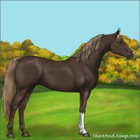 Horse Color:Liver Chestnut 