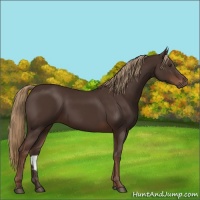 Horse Color:Liver Chestnut 