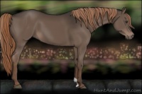 Horse Color:Liver Chestnut 