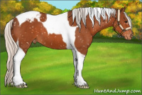 Horse Color:Silver Bay Tobiano Appaloosa 