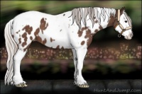 Horse Color:Silver Bay Splash Tobiano Near Leopard 