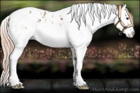 Horse Color:Chestnut Splash Tobiano Appaloosa 