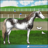 Horse Color:White Spotted Liver Chestnut 