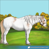 Horse Color:White Spotted Red Roan 