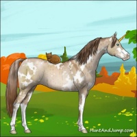 Horse Color:White Spotted Liver Red Dun Pearl Sabino Brindle 
