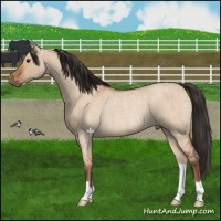 Horse Color:Bay Roan Dun Rabicano Brindle 