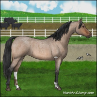 Horse Color:Bay Roan Dun Brindle 