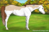 Horse Color:Red Dun Splash