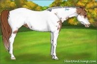 Horse Color:Chestnut Tobiano Frame Appaloosa 