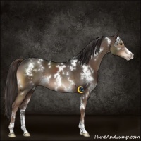 Horse Color:White Spotted Liver Chestnut Sabino