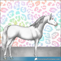 Horse Color:White Spotted Silver Grullo Chinchilla Ice Sabino Splash Blanket Brindle 
