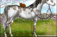 Horse Color:Liver Red Dun Sabino 