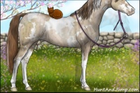 Horse Color:White Spotted Liver Red Dun Pearl Sabino Rabicano Brindle
