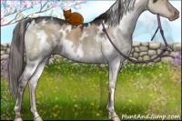 Horse Color:White Spotted Liver Red Dun