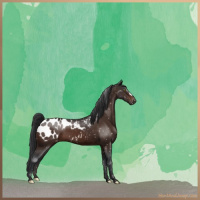 Horse Color:Brown Appaloosa 