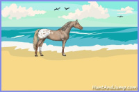 Horse Color:Red Dun Appaloosa 