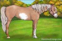 Horse Color:Silver Sable Champagne Frame