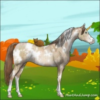 Horse Color:White Spotted Liver Red Dun Pearl Sabino Brindle 