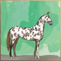 Horse Color:Liver Red Dun Near Leopard 