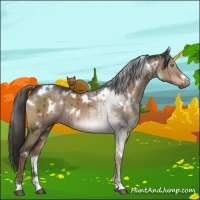 Horse Color:White Spotted Liver Red Dun Brindle 