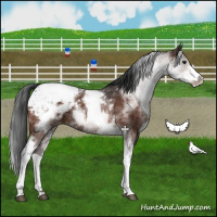 Horse Color:White Spotted Brown Appaloosa Rabicano 