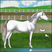 Horse Color:White Spotted Brown Appaloosa