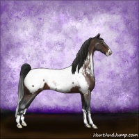 Horse Color:Brown Roan Sabino Appaloosa
