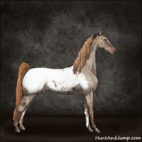 Horse Color:Liver Red Dun Sabino Snowcap Brindle 