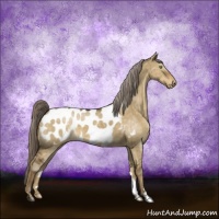 Horse Color:Chocolate Palomino Dun Sabino Appaloosa Brindle