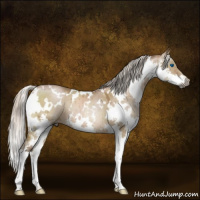 Horse Color:Gray White Spotted Silver Buckskin Pearl Dun Splash Brindle