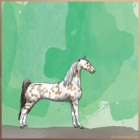 Horse Color:Buckskin Dun Sabino Tobiano Appaloosa Brindle 