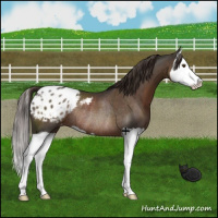 Horse Color:Liver Chestnut Splash Appaloosa Rabicano
